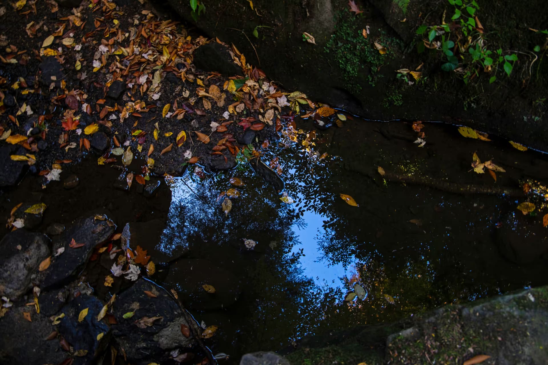 Fall leaves on lake for grounding